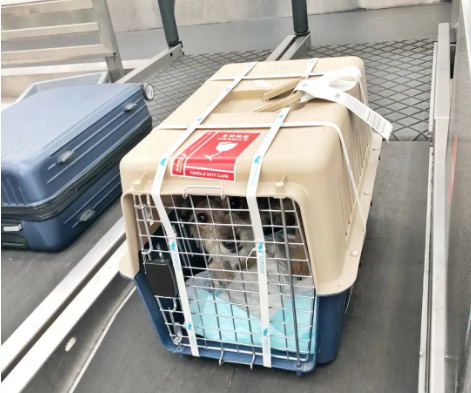 广西宠物托运 宠物托运公司 机场宠物托运 宠物空运